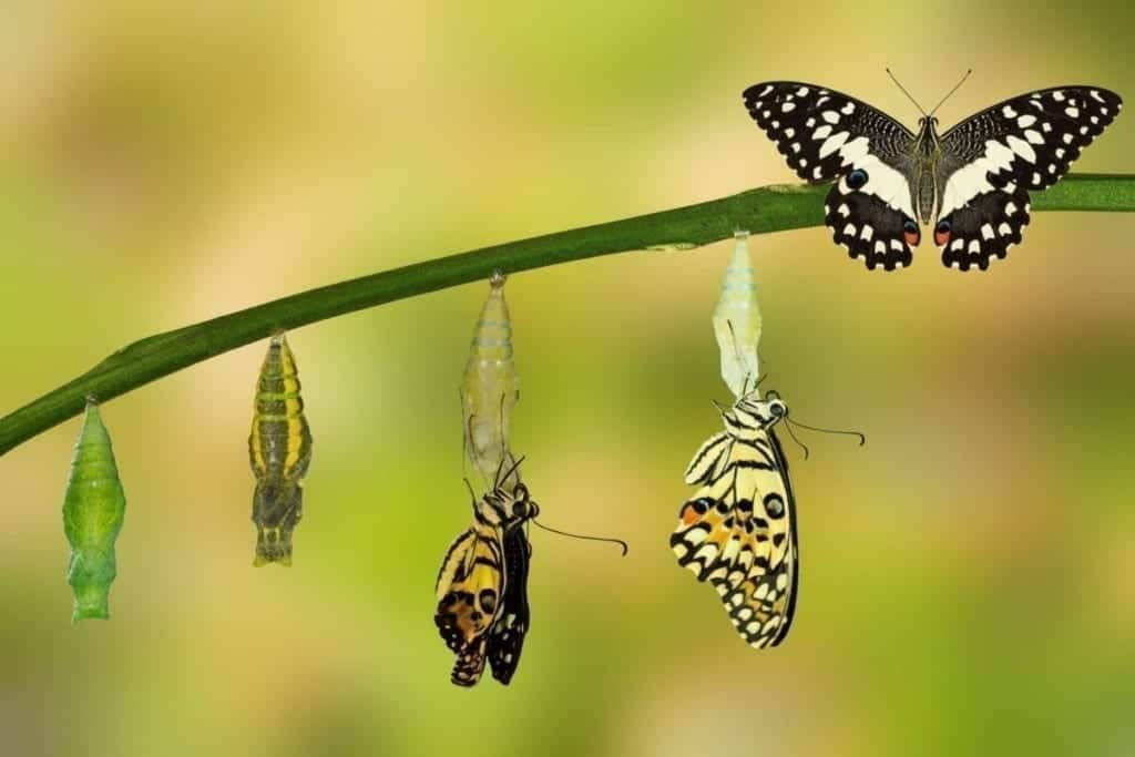 Butterfly transformation with Leadership Coaching at Insights