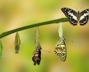 Butterfly transformation with Leadership Coaching at Kinetic Insights