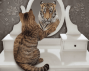 self-awarenes is rare